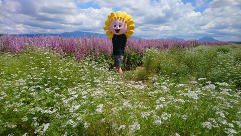 Plateau de Valensole